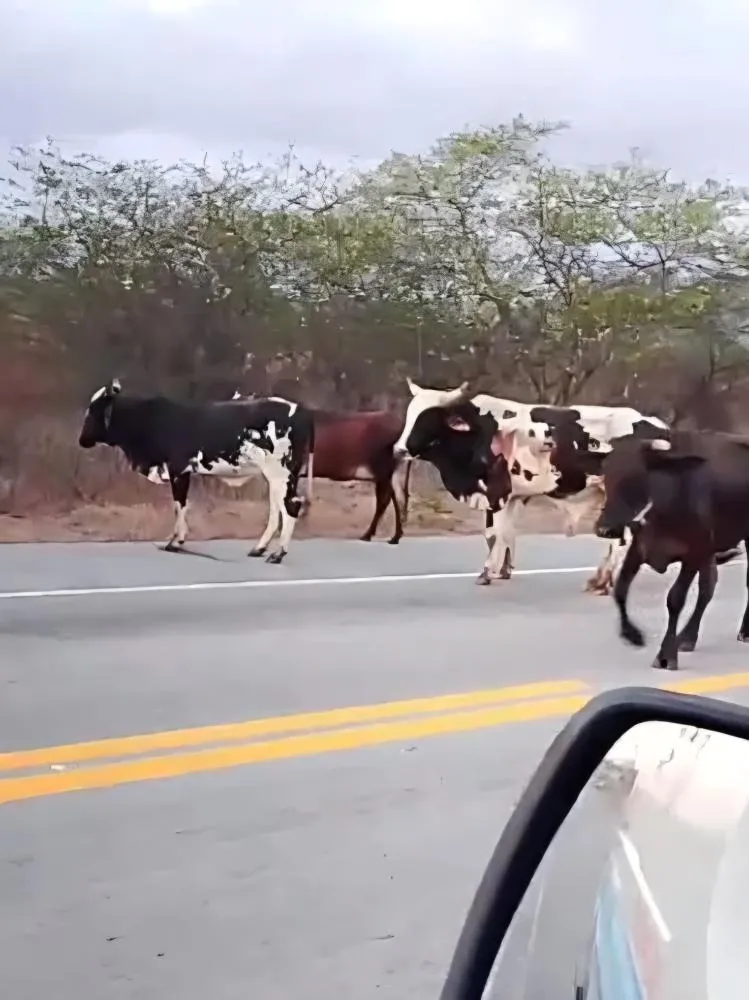 Caminhão com gado tomba na BR-020, no Ceará, e animais ficam soltos na pista